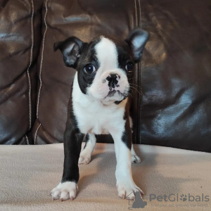 Photos supplémentaires: Chiots Boston Terrier à vendre