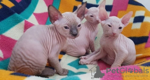 Photo №1. sphynx - à vendre en ville de Paris | négocié | Annonce № 109320