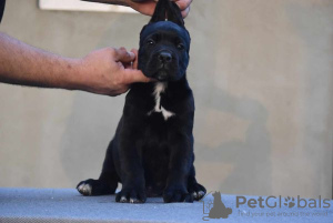 Photo №4. Je vais vendre cane corso en ville de Gornji Milanovac. éleveur - prix - négocié