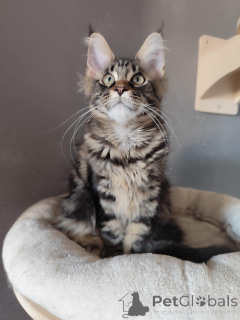 Photo №2 de l'annonce № 138032 de la vente maine coon - acheter à Espagne annonce privée