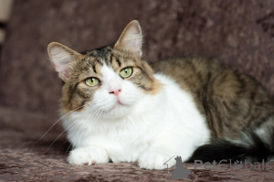 Photo №4. Je vais vendre  en ville de Minsk. annonce privée - prix - Gratuit