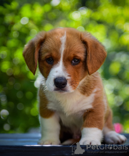 Photos supplémentaires: Adorables chiots Cardigan Welsh Corgi de Hongrie kennel@cardibakery.hu