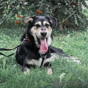 Photo №2 de l'annonce № 75097 de la vente chien bâtard - acheter à Fédération de Russie annonce privée