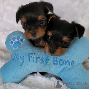 Photo №2 de l'annonce № 168169 de la vente yorkshire terrier - acheter à Belgique annonce privée