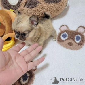 Photo №2 de l'annonce № 167179 de la vente chien bâtard - acheter à USA éleveur