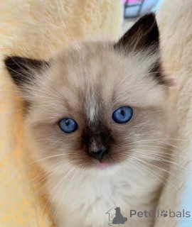 Photo №4. Je vais vendre ragdoll en ville de Borough de Londres de Camden. annonce privée - prix - négocié