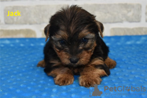 Photo №3. De superbes chiots Yorkie prêts à partir. USA