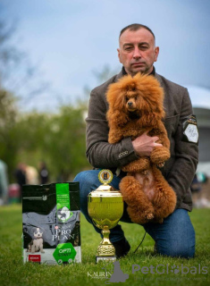 Photos supplémentaires: Chiots caniches miniatures