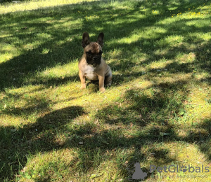 Photo №2 de l'annonce № 43036 de la vente bouledogue - acheter à La finlande annonce privée