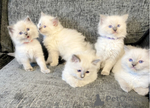 Photo №1. ragdoll - à vendre en ville de Détamas | 350€ | Annonce № 172305