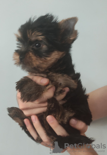 Photo №2 de l'annonce № 24039 de la vente yorkshire terrier - acheter à Turquie annonce privée