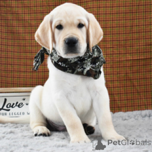 Photo №1. labrador retriever - à vendre en ville de Berlin | 600€ | Annonce №173205
