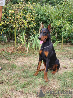 Photo №3. Chienne Dobermann, jeune chienne. Serbie