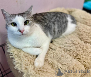 Photo №1.  - à vendre en ville de Rivière moscou | Gratuit | Annonce № 160396