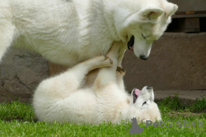 Photos supplémentaires: husky sibérien BEAU chien