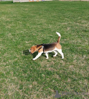 Photos supplémentaires: beagle