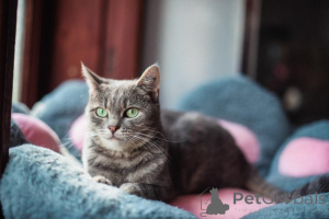 Photo №2 de l'annonce № 159485 de la vente  - acheter à Fédération de Russie de l'abri