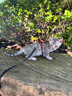 Photo №2 de l'annonce № 152540 de la vente bengal - acheter à Allemagne annonce privée