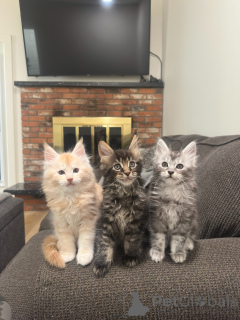 Photo №1. maine coon - à vendre en ville de Biefeld | négocié | Annonce № 177803