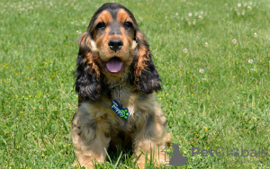 Photo №3. chiots mignons et adorables disponibles à l'adoption. Allemagne