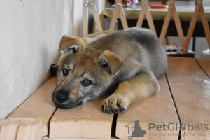Photo №4. Je vais vendre chien-loup tchécoslovaque en ville de Yaroslavl. annonce privée - prix - négocié