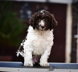 Photos supplémentaires: Chiots Chien d'eau espagnol