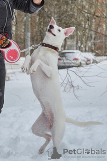 Photo №4. Je vais vendre chien bâtard en ville de Москва. annonce privée - prix - Gratuit