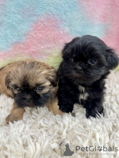 Photo №2 de l'annonce № 99264 de la vente shih tzu - acheter à USA 