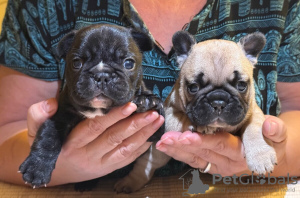 Photo №1. bouledogue - à vendre en ville de Sydney | 478€ | Annonce №131254