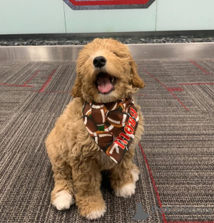 Photo №3. Chiots Labradoodle. Estonie