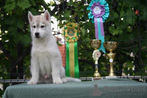 Photos supplémentaires: Husky sibérien