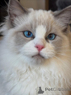 Photo №1. ragdoll - à vendre en ville de Glendalyugh | négocié | Annonce № 157130