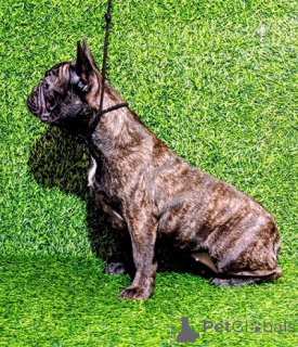 Photo №3. Chiot femelle bouledogue français. Serbie
