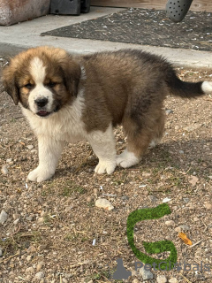 Photo №1. saint-bernard - à vendre en ville de Prague | Gratuit | Annonce №124138