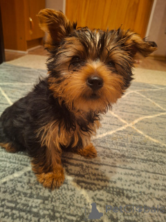 Photo №1. biewer yorkshire terrier, yorkshire terrier - à vendre en ville de Helsinki | 700€ | Annonce №161230