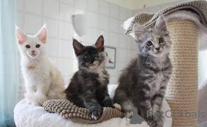 Photo №1. maine coon - à vendre en ville de Anvers | Gratuit | Annonce № 159503