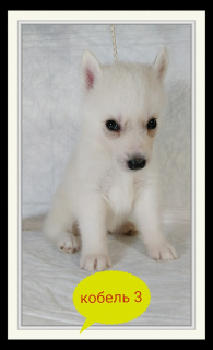 Photo №4. Je vais vendre husky de sibérie en ville de Торосово. de la fourrière - prix - 273€