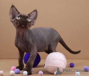 Photo №4. Je vais vendre devon rex en ville de Düsseldorf. éleveur - prix - 1300€