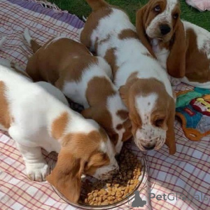 Photo №1. basset hound - à vendre en ville de Achaern | 350€ | Annonce №147552