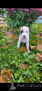 Photo №4. Je vais vendre american staffordshire terrier en ville de Saint-Pétersbourg. éleveur - prix - 986€