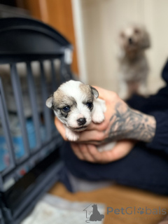 Photo №3. Chiots chihuahua Maltipoo x tasse de thé.. USA