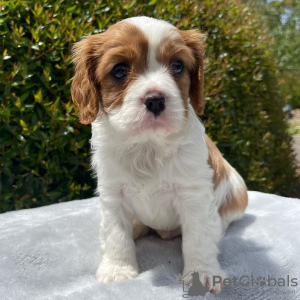 Photo №3. Cavalier King Charles Spaniel Welpen. L'Autriche