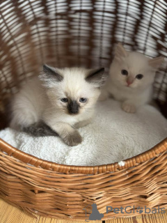 Photos supplémentaires: Les chatons Ragdoll prêts pour de nouvelles maisons