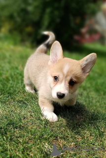 Photos supplémentaires: Chiots Welsh Corgie à vendre