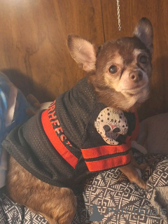 Photo №3. Adorable toilet trained Chihuahua. France