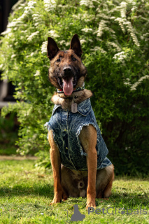 Photo №4. Je vais vendre berger belge en ville de Москва.  - prix - Gratuit