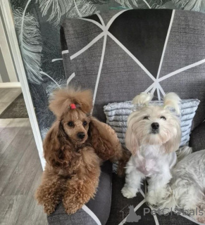 Photo №4. Je vais vendre maltipu en ville de Augustdorf. annonce privée, éleveur - prix - négocié