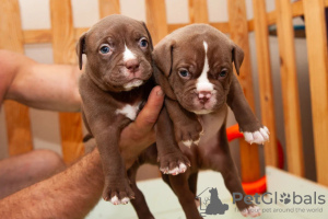 Photos supplémentaires: Classique standard des chiots bully américains