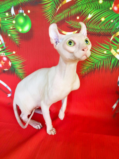 Photo №3. Elevage de chat blanc elfe. Fédération de Russie