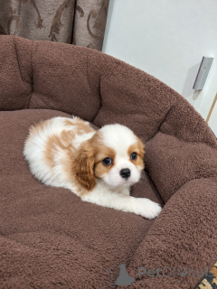Photo №4. Je vais vendre cocker américain, cocker spaniel anglais, springer anglais, welsh springer spaniel, épagneul d'eau irlandais, chien d'eau espagnol, mâtin espagnol, cavalier king charles spaniel, cavalier king charles spaniel, clumber spaniel, épagneul russe, épagneul tibétain en ville de Tallinn. annonce privée, de la fourrière, éleveur - prix - 1000€